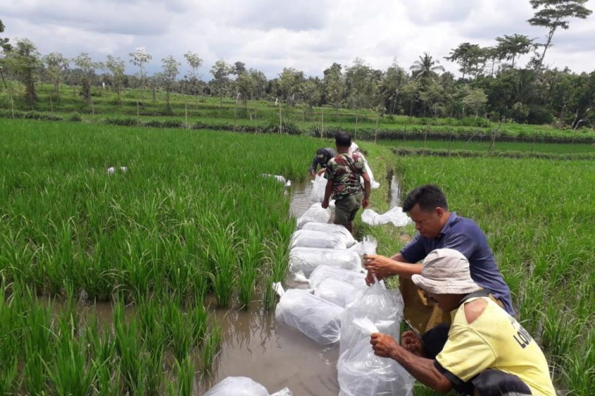 NTB menolak program mina padi akibat kekeringan ekstrem