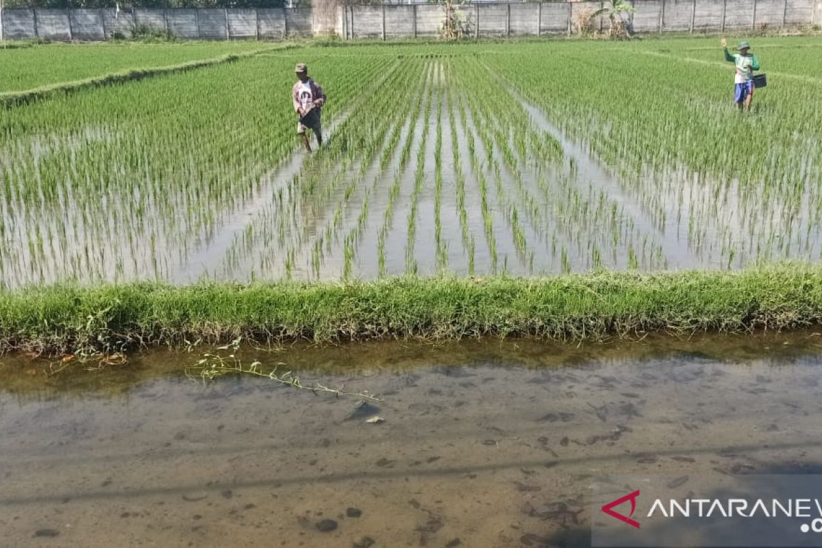 NTB meminta tambahan urea bersubsidi 57 ribu ton