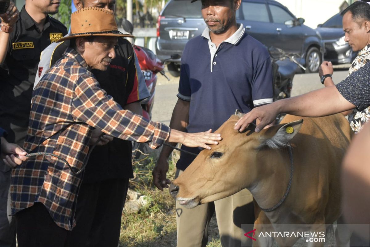 Nelson Pomalingo serahkan bantuan sapi ke warga transmigrasi