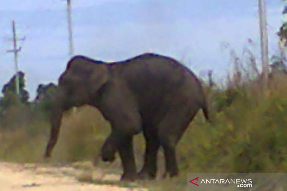 Gajah liar masuk ke permukiman penduduk di Riau