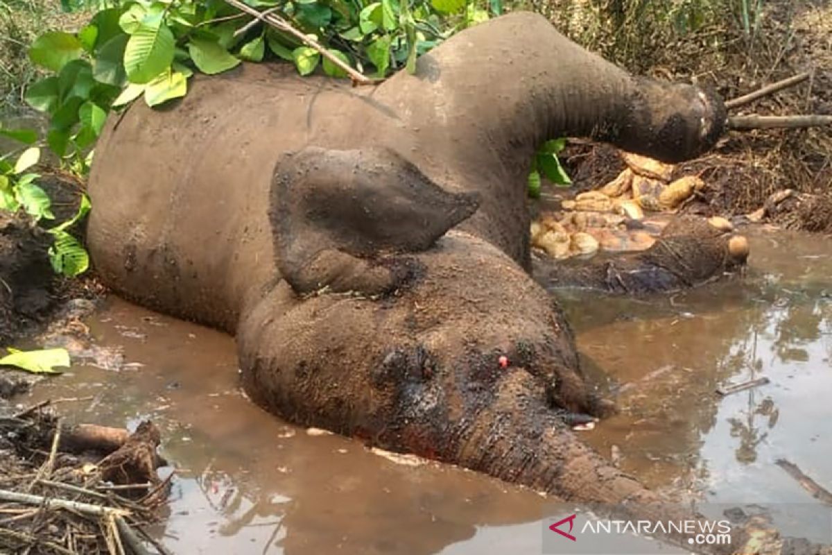 Kematian gajah sumatera berkaki buntung diduga akibat sakit