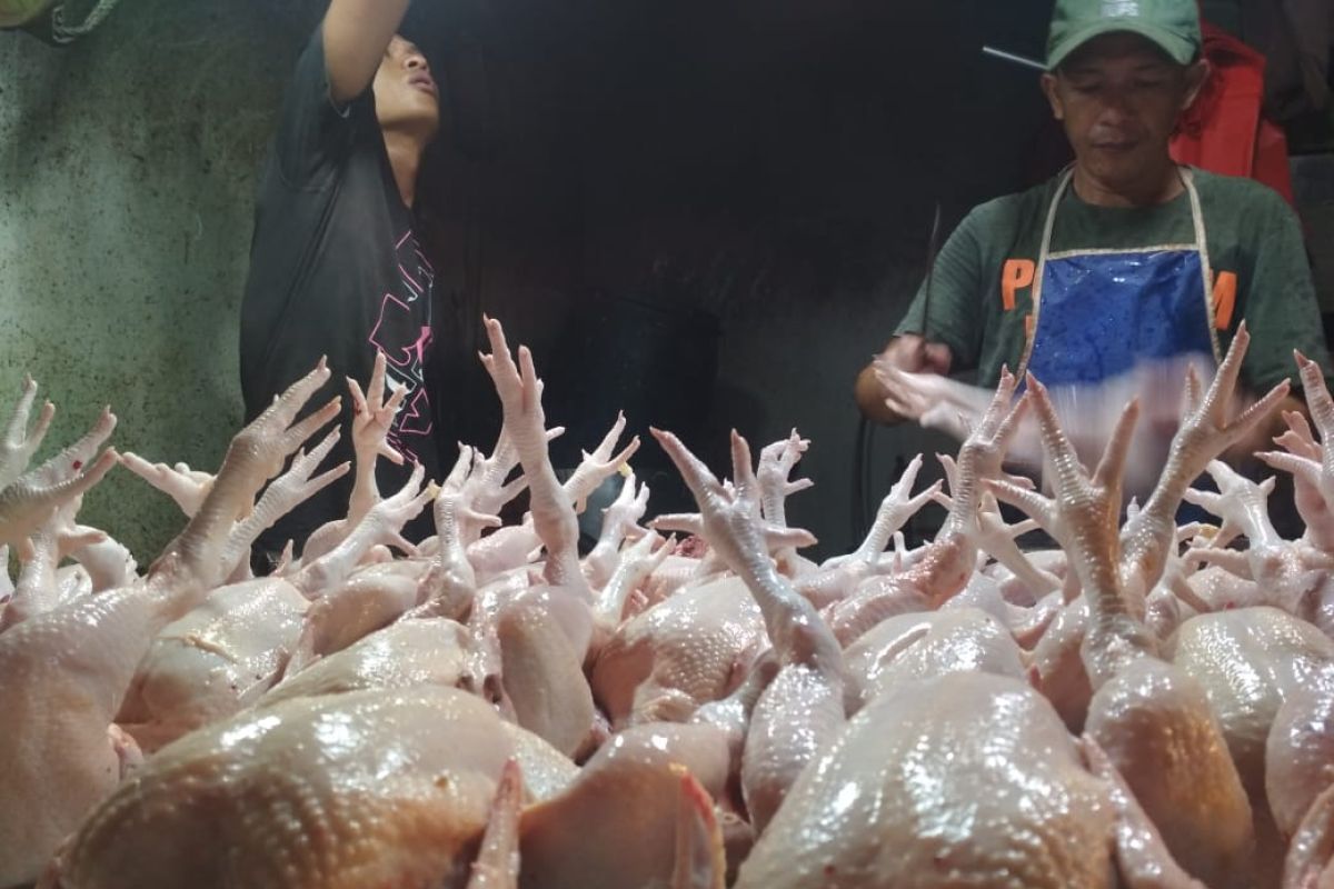 Ayam potong di Baturaja Oku Rp27.000/Kg