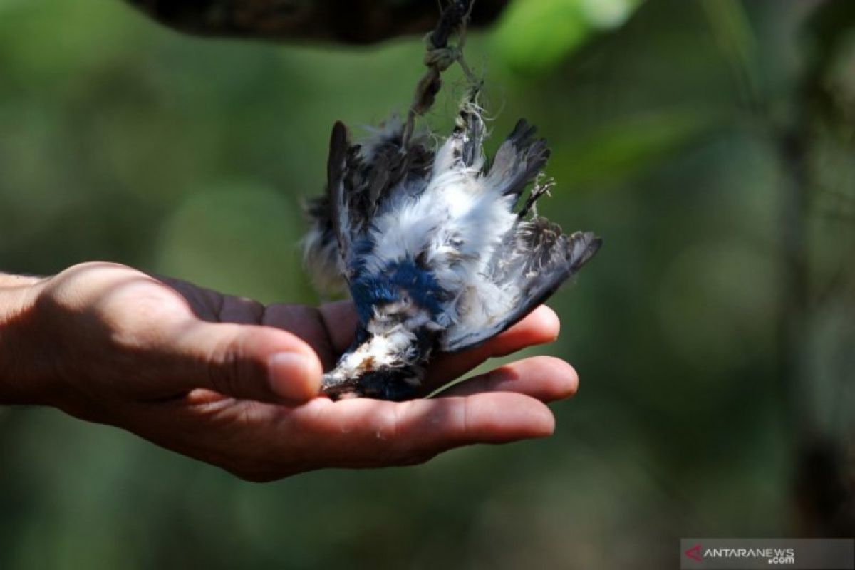 Masyarakat diajak jaga ekosistem Pamurbaya hindari kematian burung