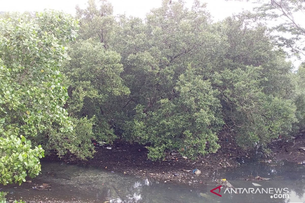 TNI AL tanam 3.000 bibit mangrove