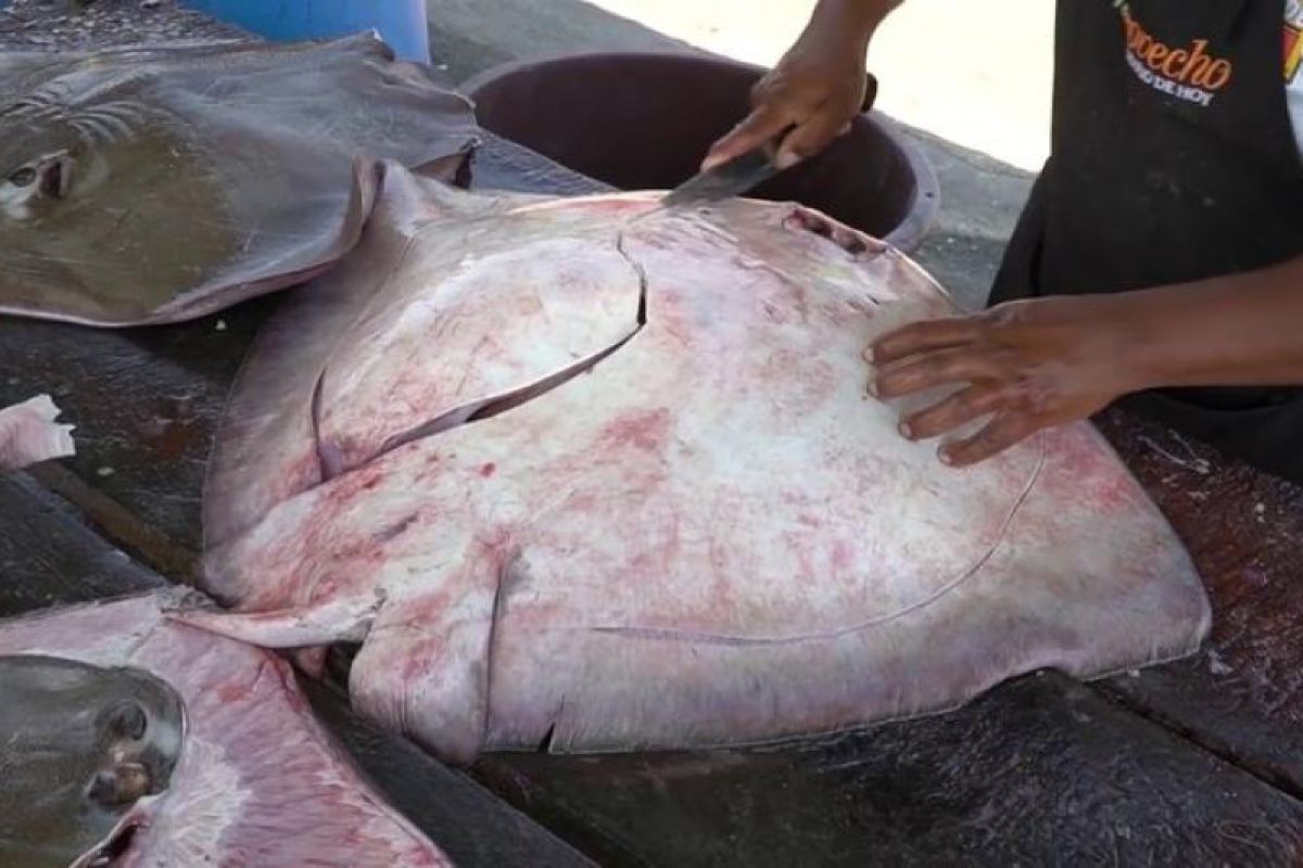 Warga desa ini tangkap ikan pari berbobot 200 kilogram