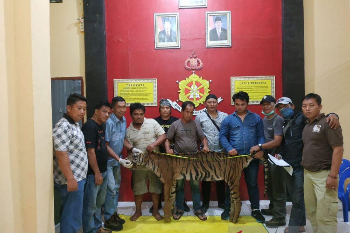 Tiga pemburu harimau ditangkap tim gabungan di Bengkulu