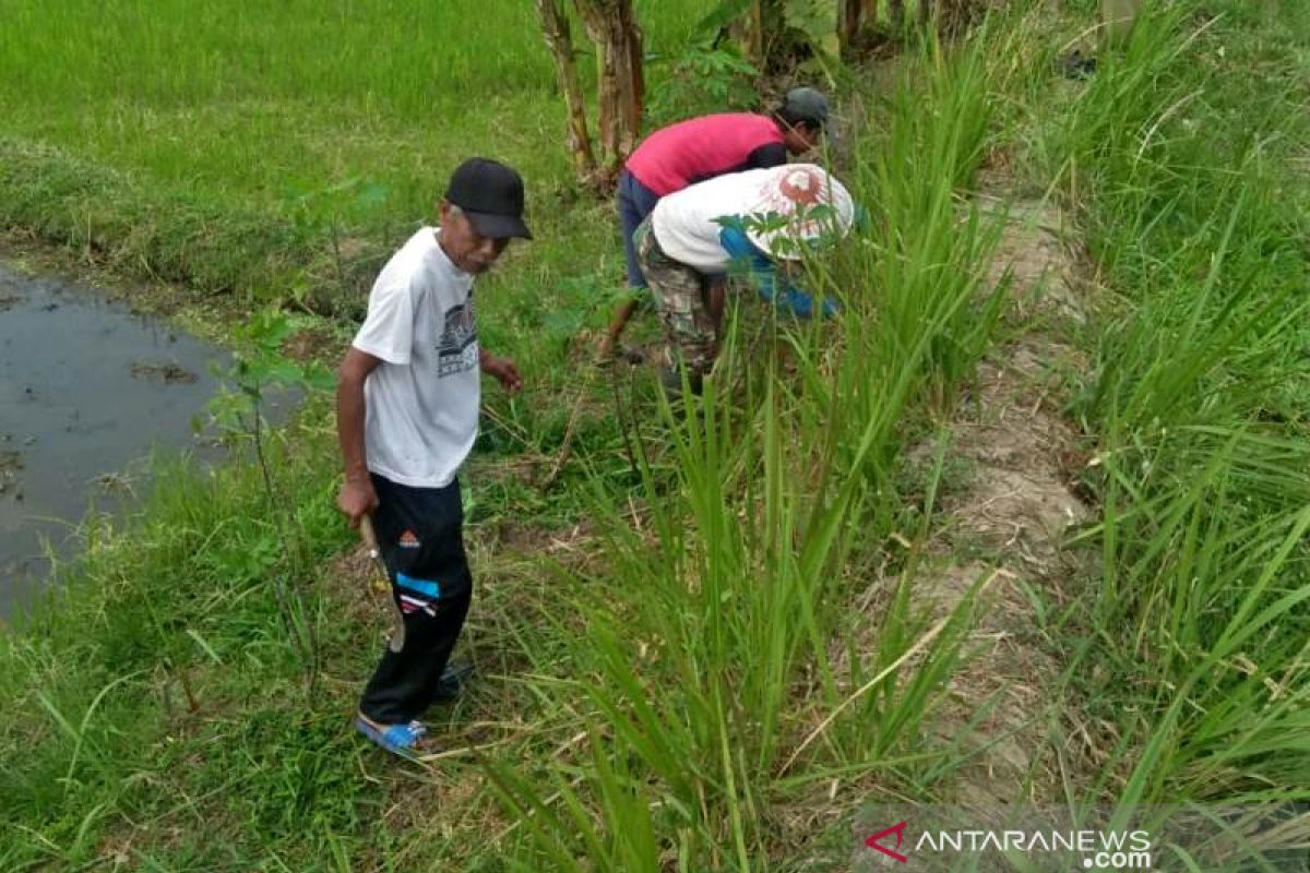 Petani Kota Magelang "geropyokan" tikus