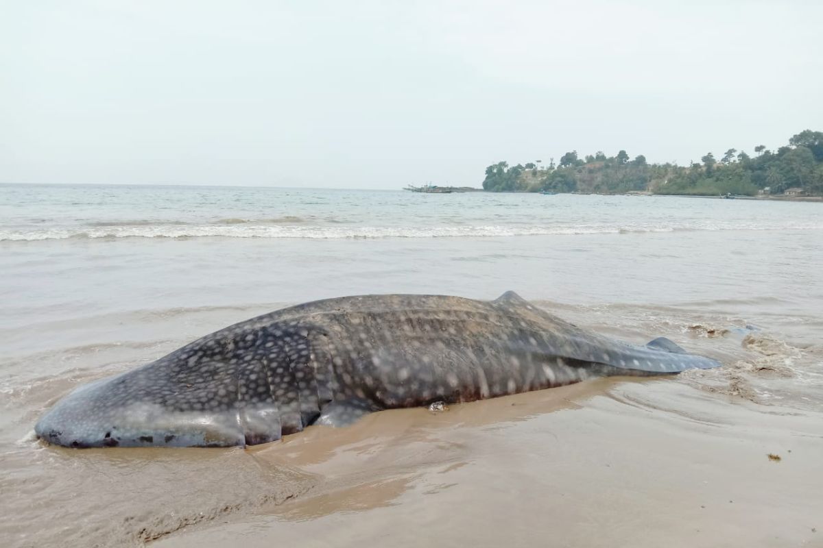 BPSPL Padang takes sample of Whale Shark strand in Pesisir Selatan