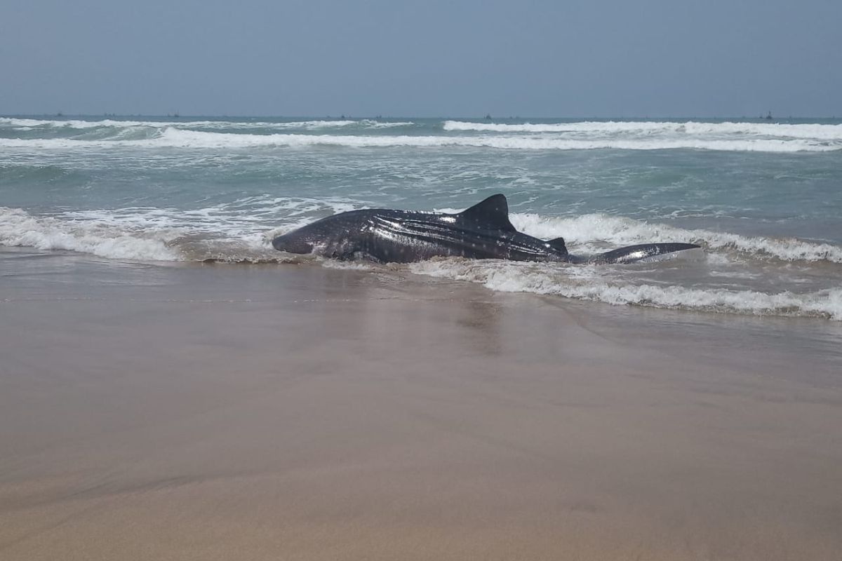 Diduga akibat gelombang laut ekstrim, seekor hiu terdampar di Perairan Wanasalam