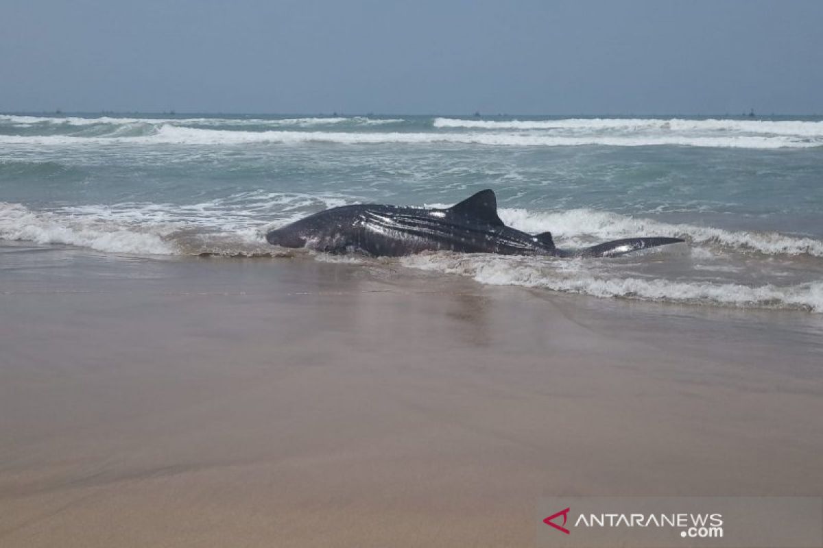 Seekor Hiu terdampar di Perairan Wanasalam Lebak.