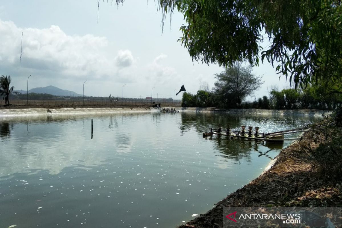 193 petak tambak udang akan ditertibkan untuk sabuk hijau BIY