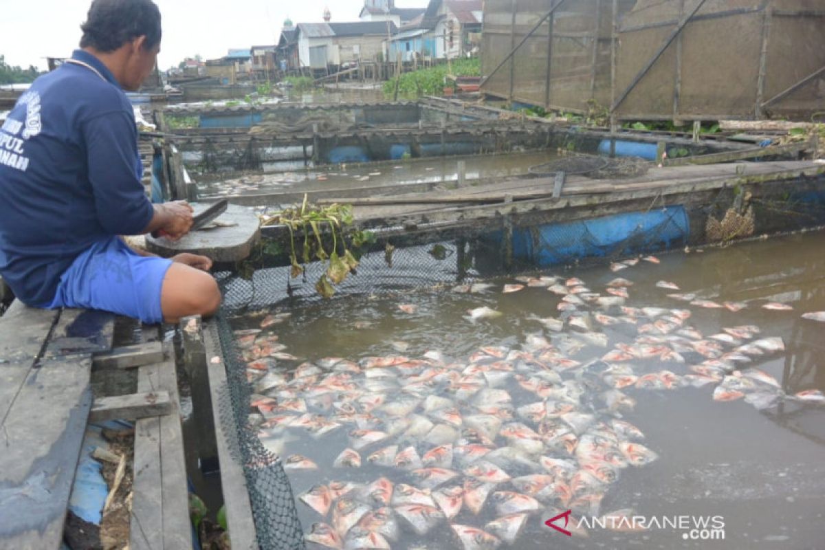 Puluhan ton ikan peliharaan di tambak mati di Sungai Banjarmasin