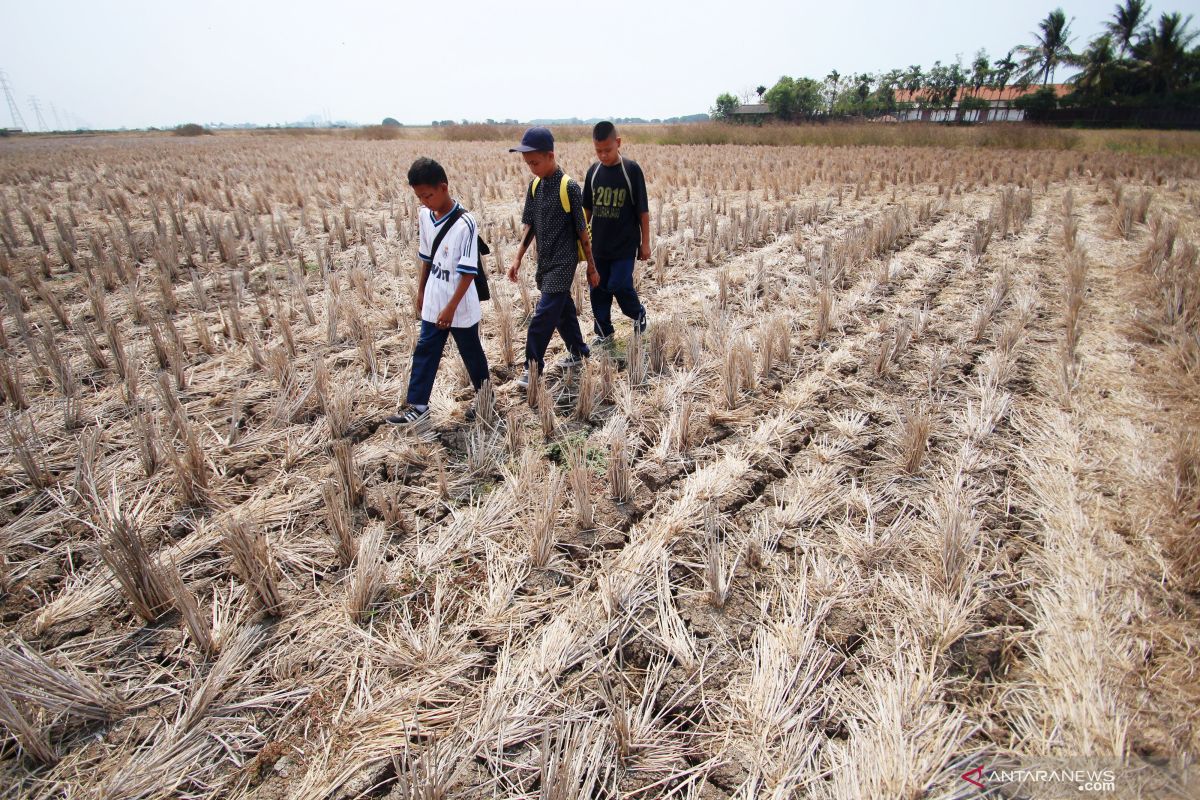 Legislator minta pemerintah antisipasi gagal panen akibat kekeringan