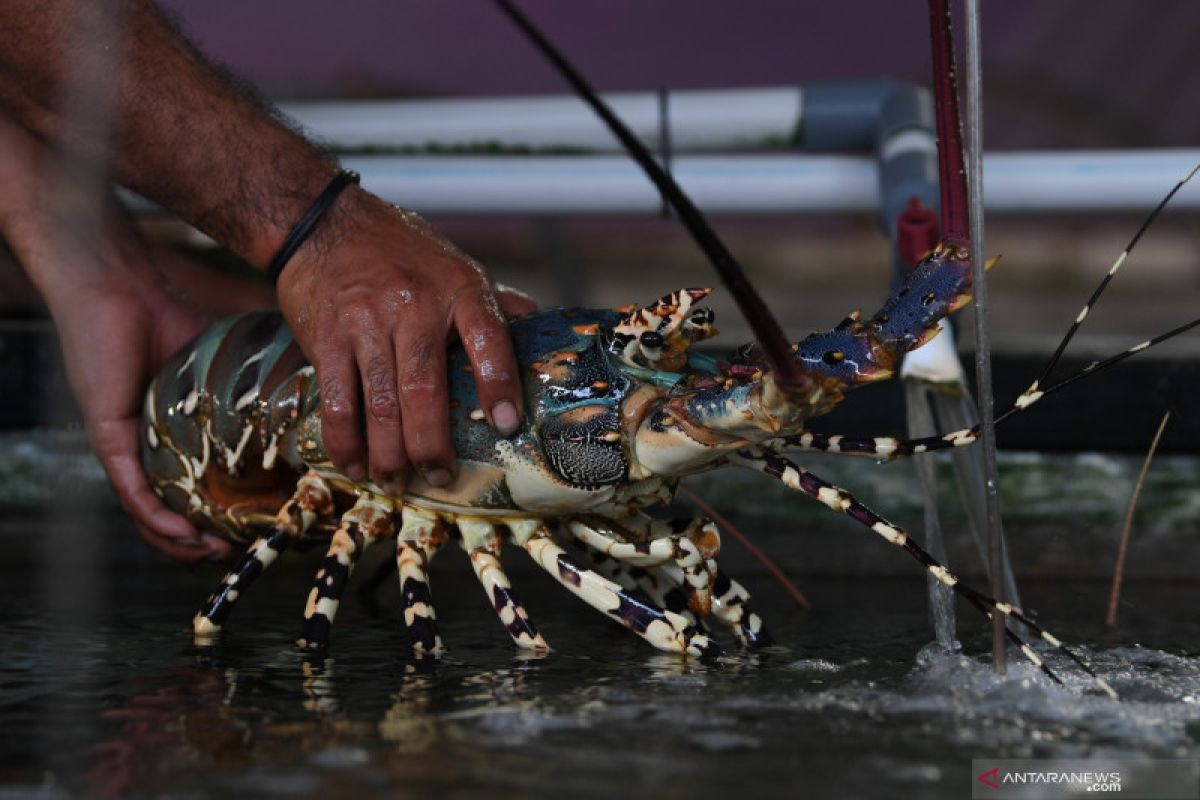 Govt has yet to lift the ban on lobster seed export