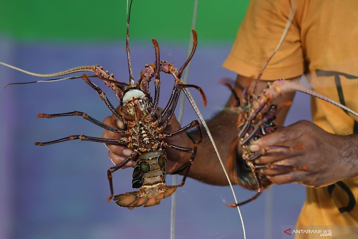 Ekspor benih lobster hadapi tantangan, Edhy Prabowo: Itu hal lumrah