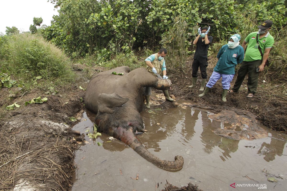 Luka akibat jerat picu infeksi yang mematikan Gajah Dita