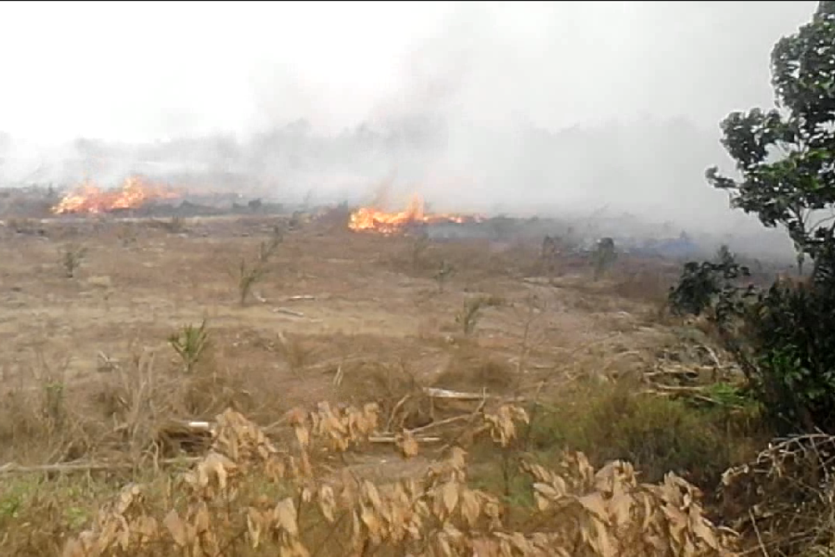 Polisi selidiki kebakaran lahan gambut  di Mesuji