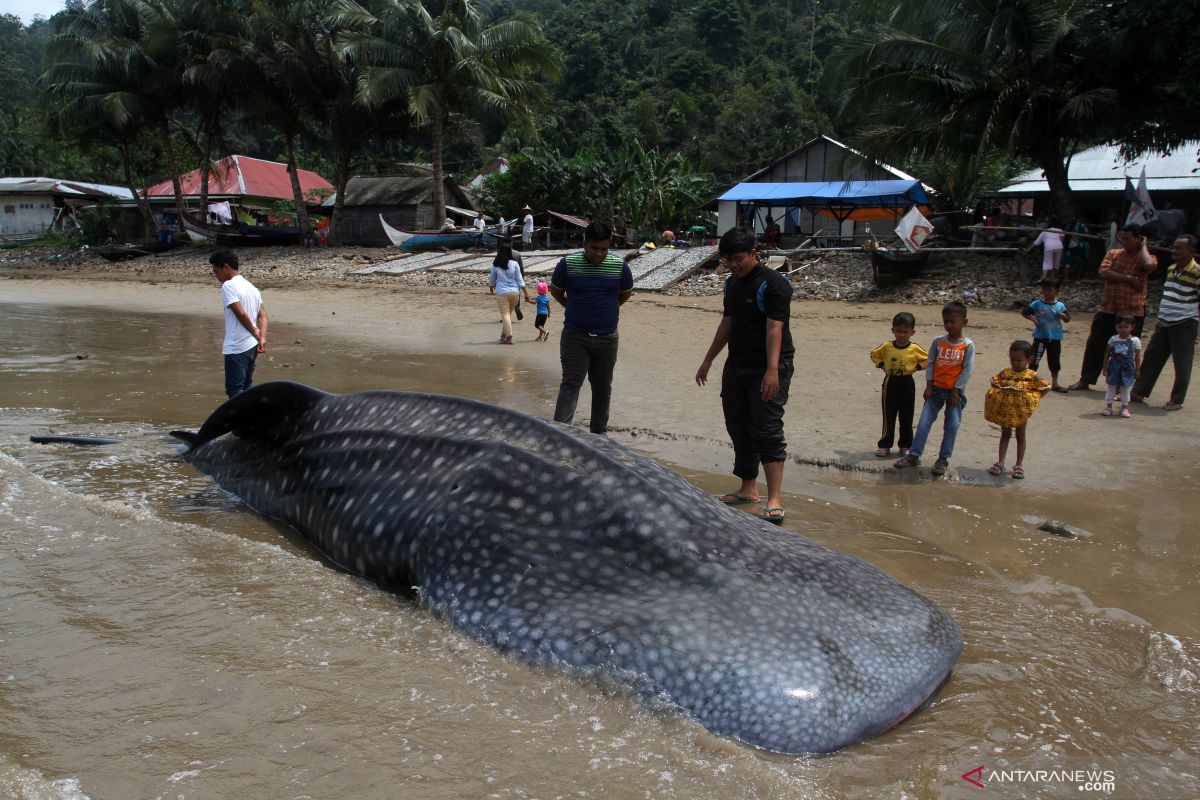 BPSPL Padang ambil sampel hiu paus terdampar di Pesisir Selatan