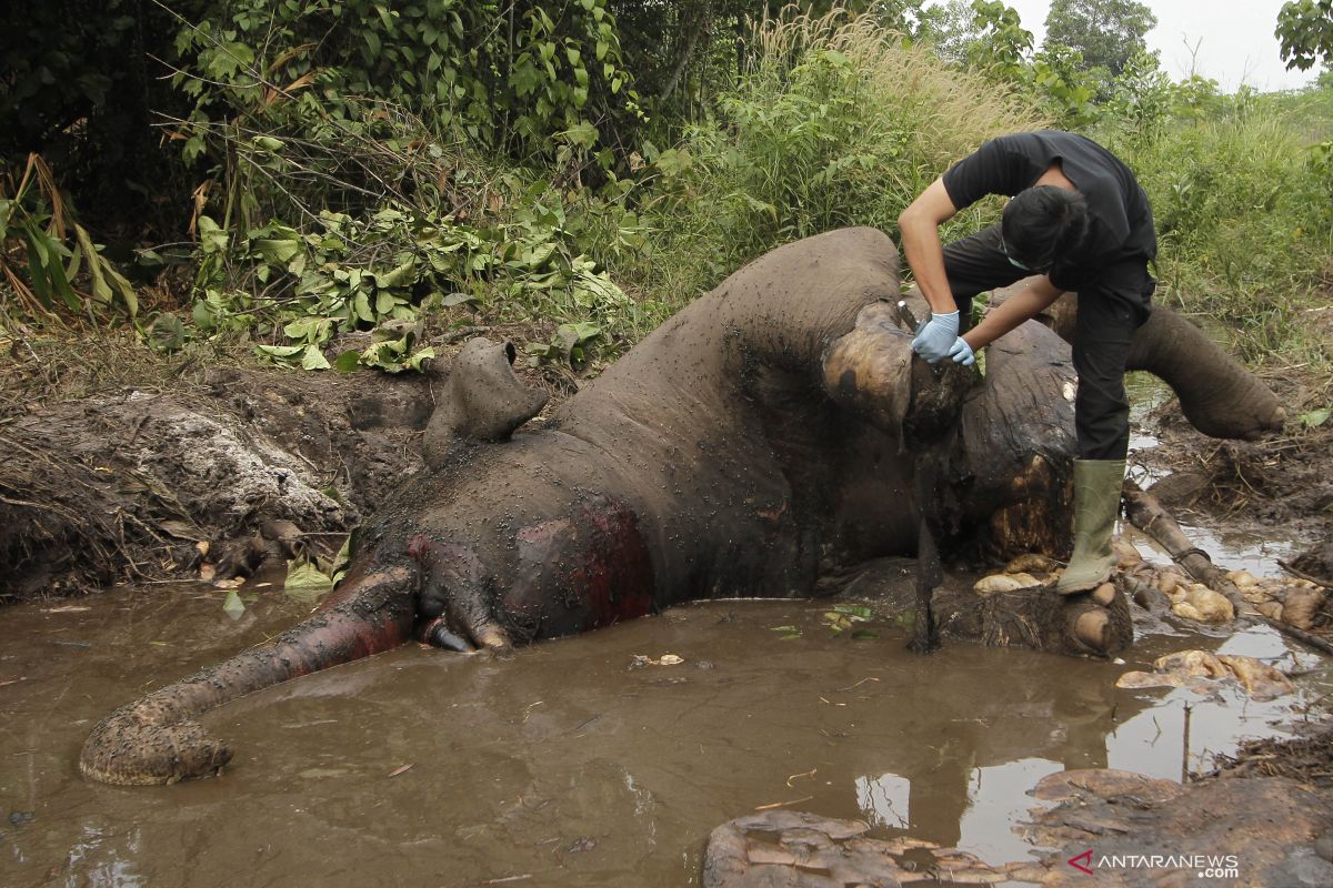 Dita, seekor gajah yang mati akibat infeksi luka jerat