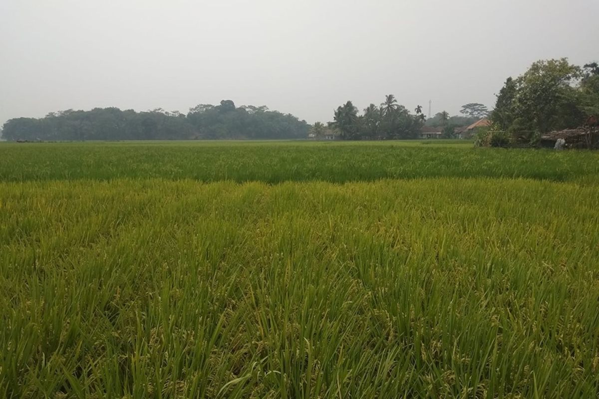 Pada September, produksi padi di Lebak capai 40.118 ton