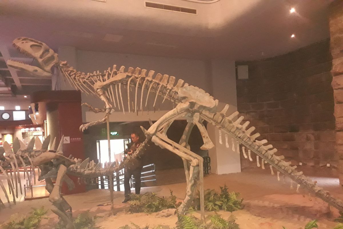 Bekas jejak kaki dinosaurus 100 juta tahun ditemukan kembali di China