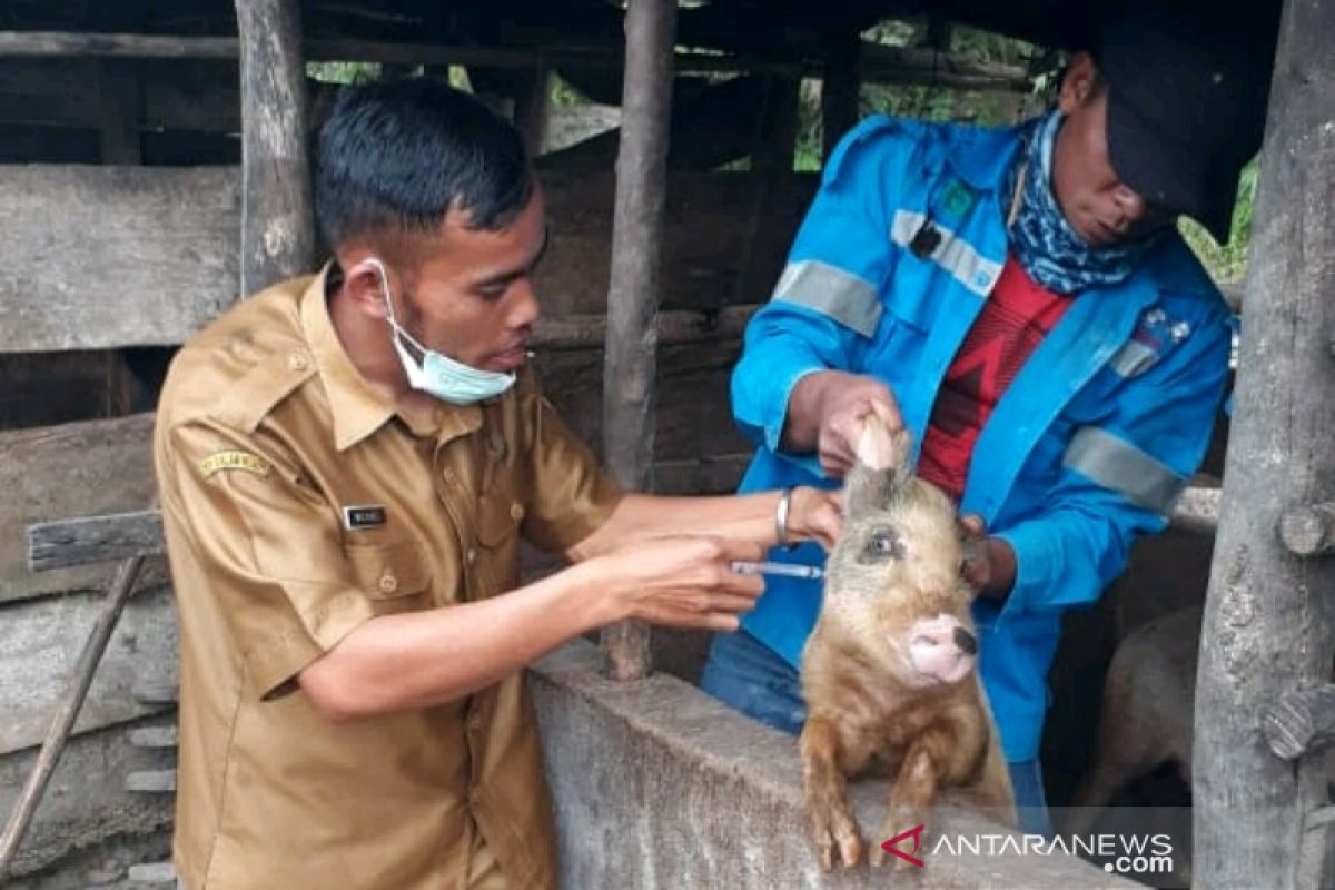 Puluhan ternak babi mati mendadak di Taput, warga diimbau hindari impor ternak luar