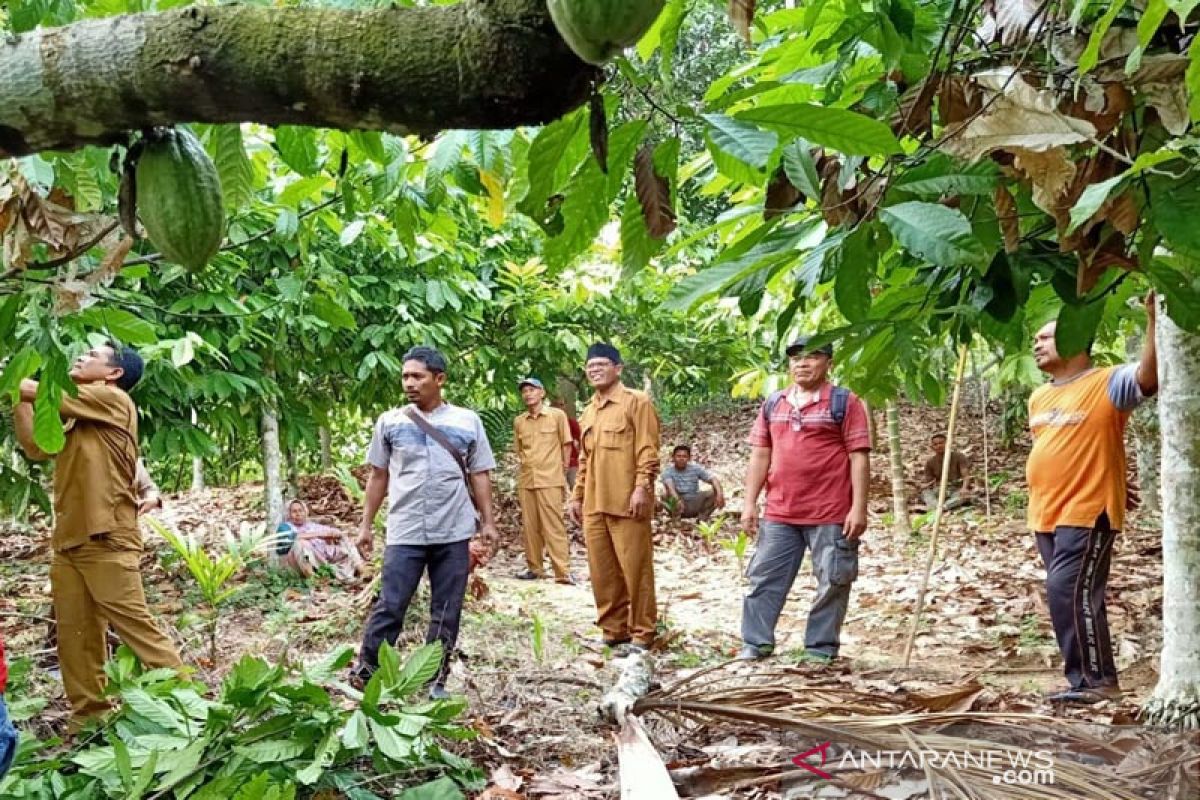 Aceh Timur komit kembalikan kejayaan kakao