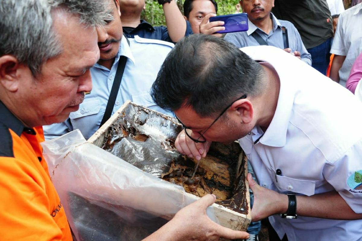 Madu Kelulut cegah kebakaran lahan gambut