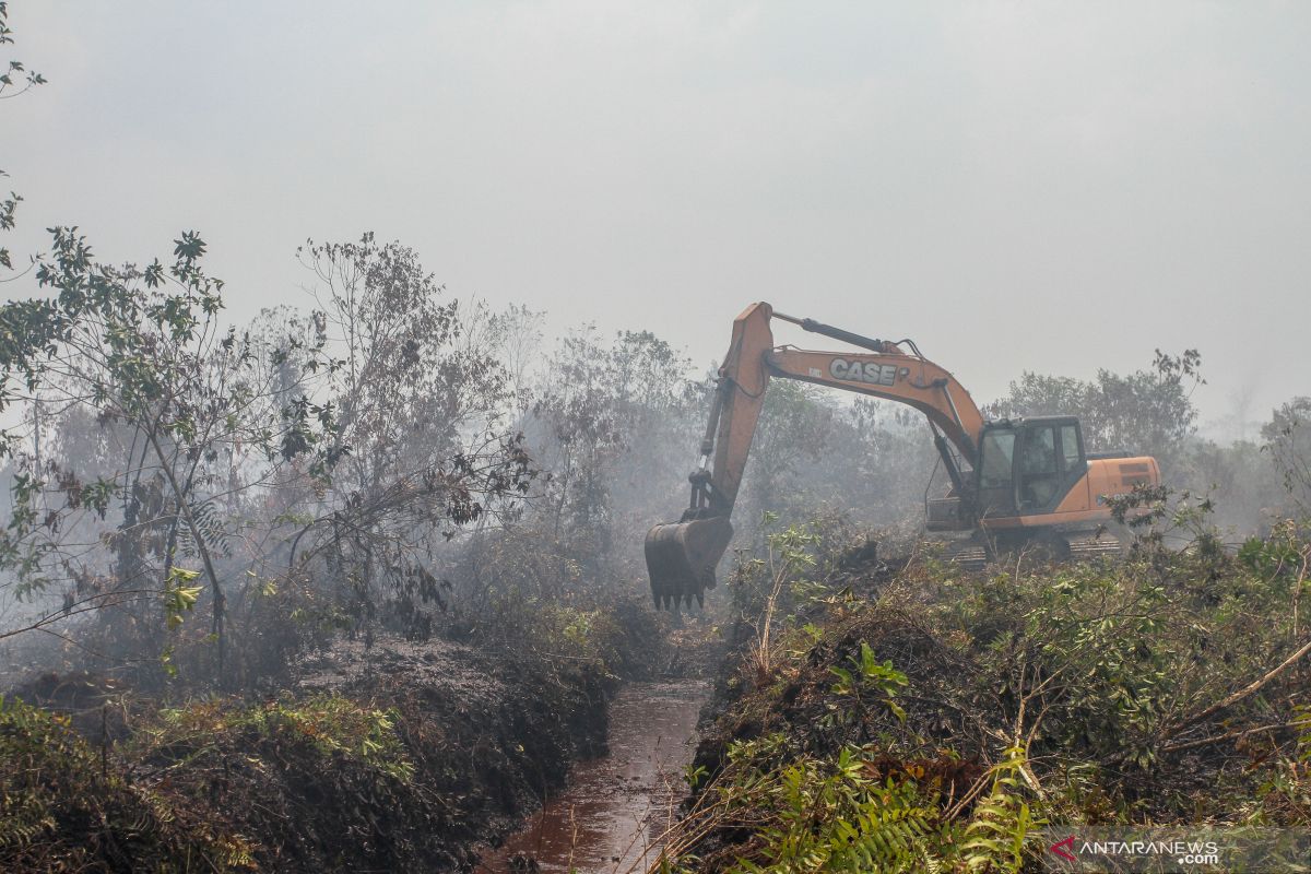 Menelisik 78 persen hutan Riau yang dikuasai korporasi