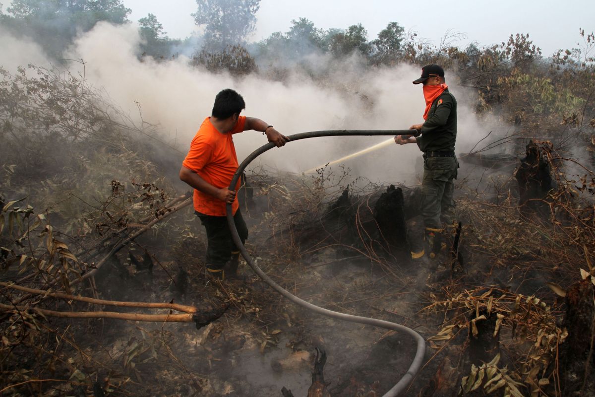 Karhutla Siak dan Dumai berkurang signifikan karena restorasi