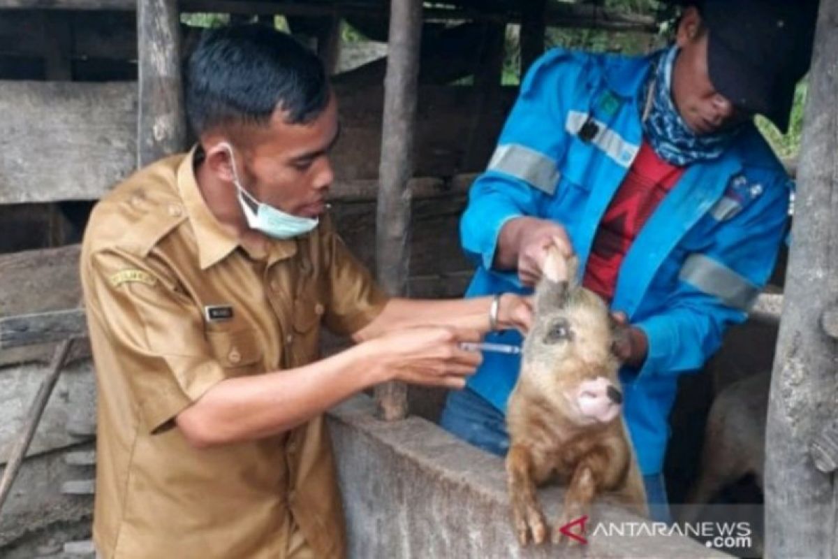 Di Tapanuli Utara Sumut puluhan ternak babi mati mendadak