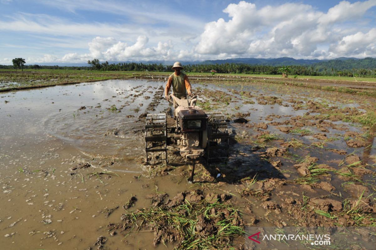 187 petani di Parigi Moutong dilibatkan untuk cetak sawah baru