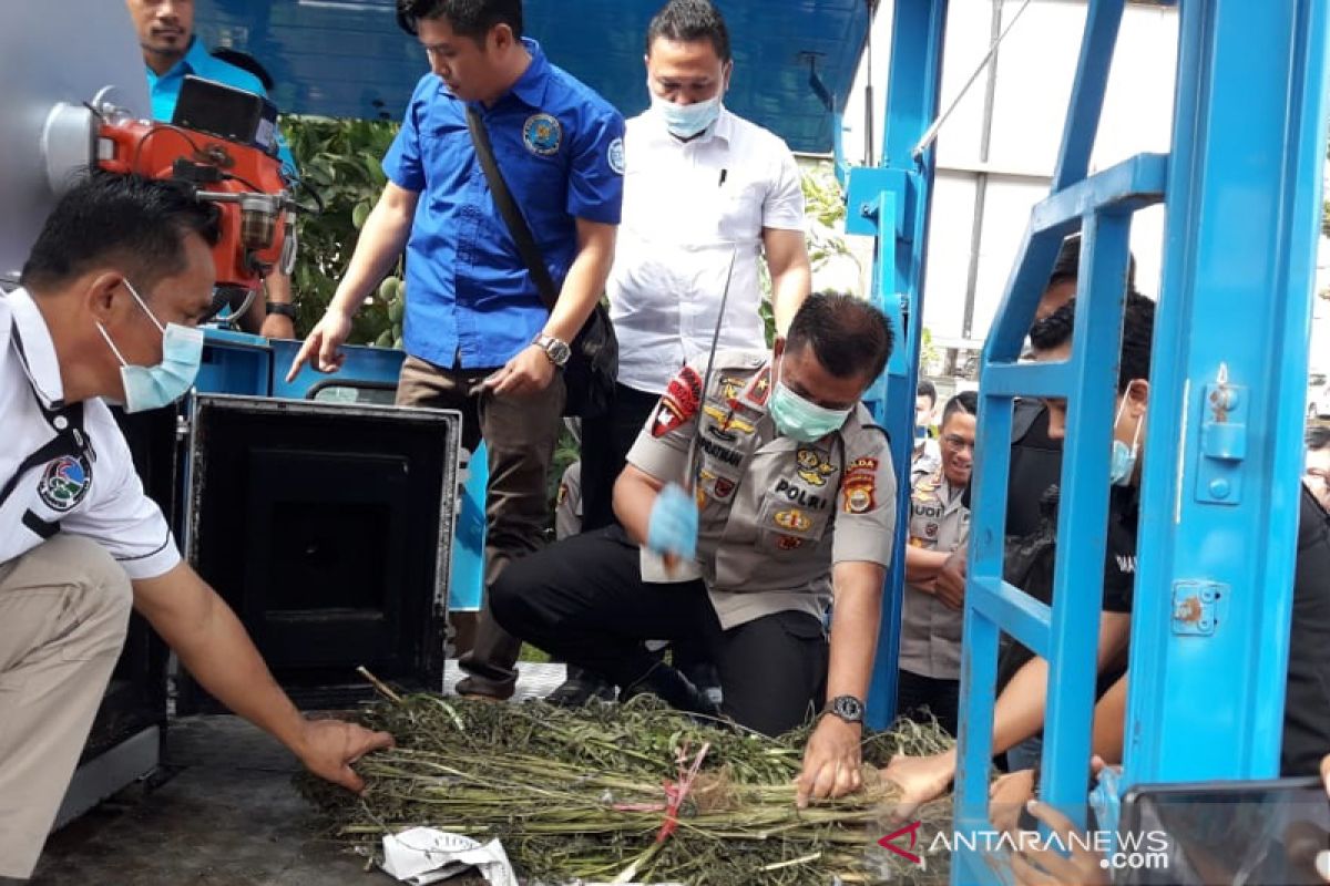 Kapolda Bengkulu musnahkan 55 batang ganja yang ditanam warga di rumah