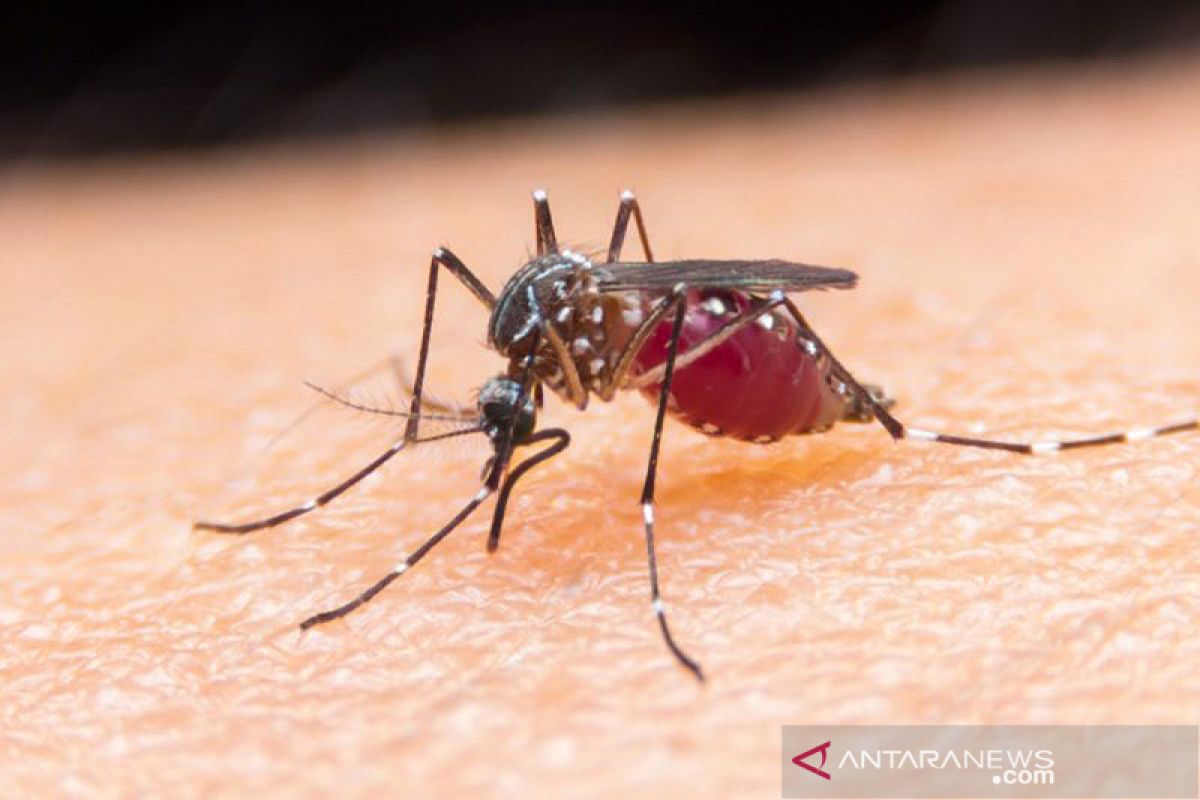 876 warga Mukomuko-Bengkulu "suspect" terserang malaria