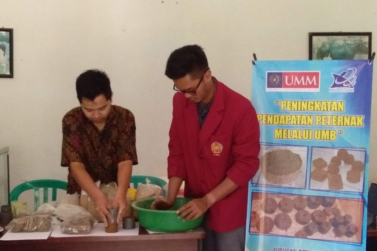 Permen buatan Dosen UMM ini bisa tingkatkan kualitas susu sapi perah