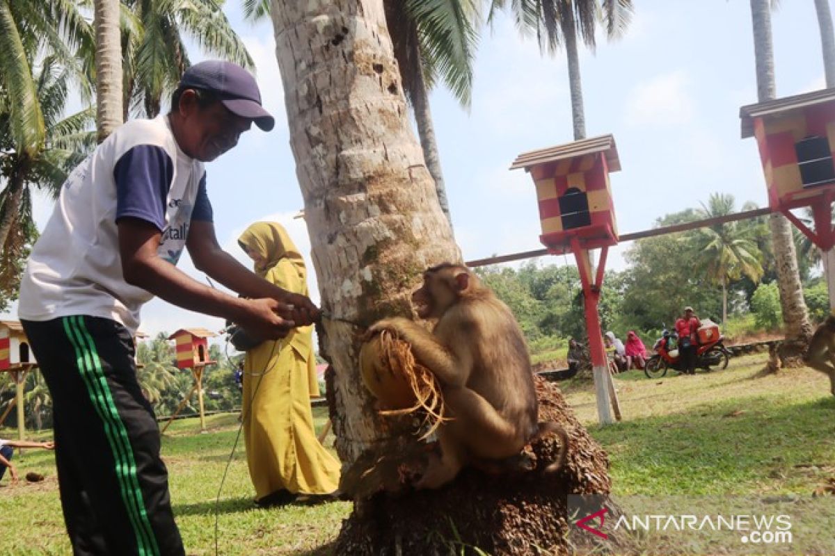 Sekolah beruk di Pariamanmasuk nominasi desa wisata nusantara