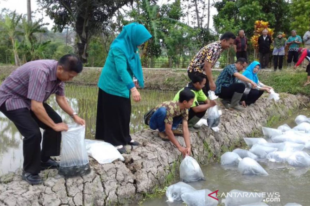 Disperpa Kota Magelang tebar bibit nila di areal demplot mina padi