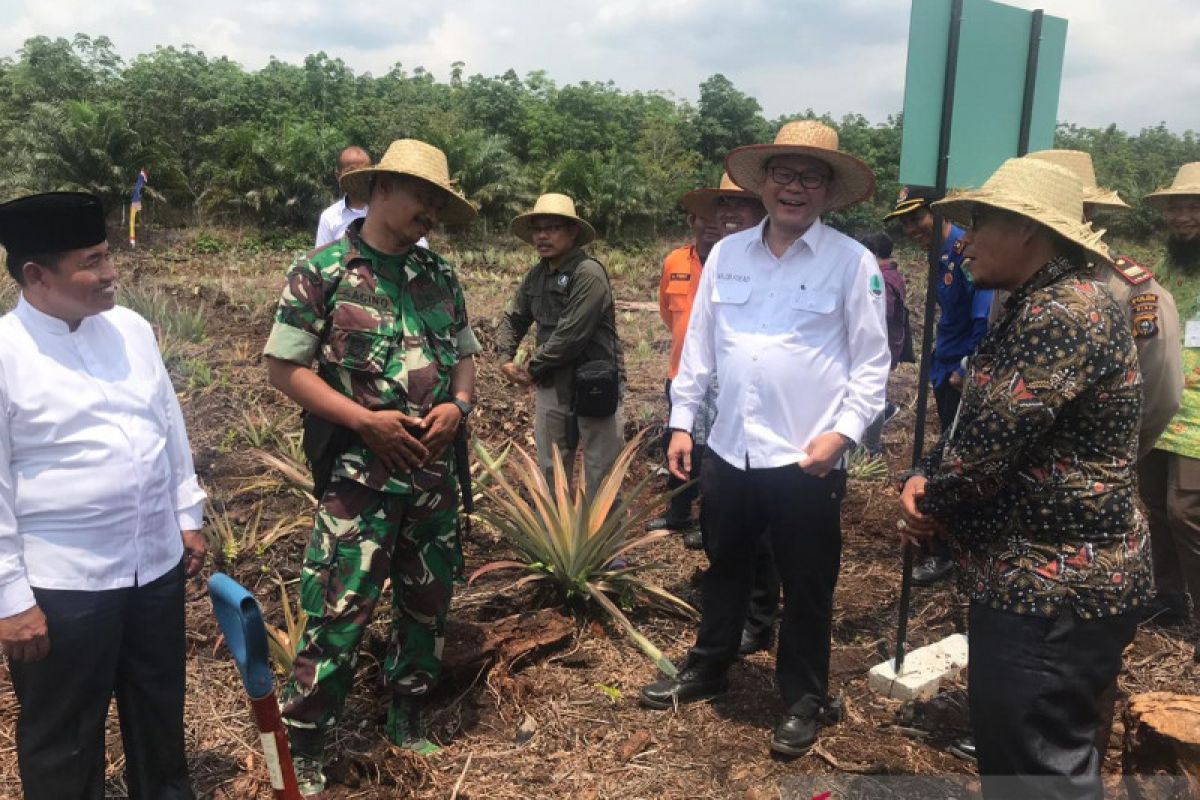 BRG sulap ladang api di Rupat jadi sumber ekonomi