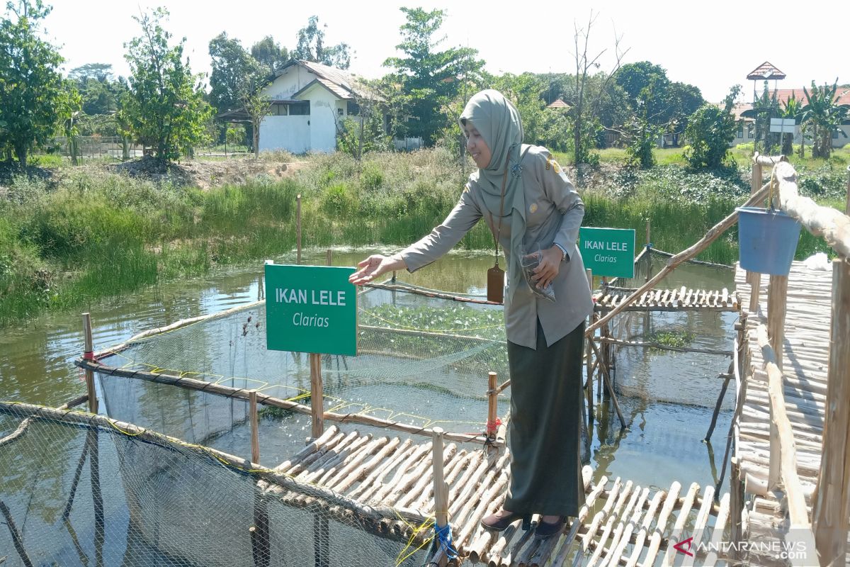 Balittra dorong petani rawa budi daya ikan