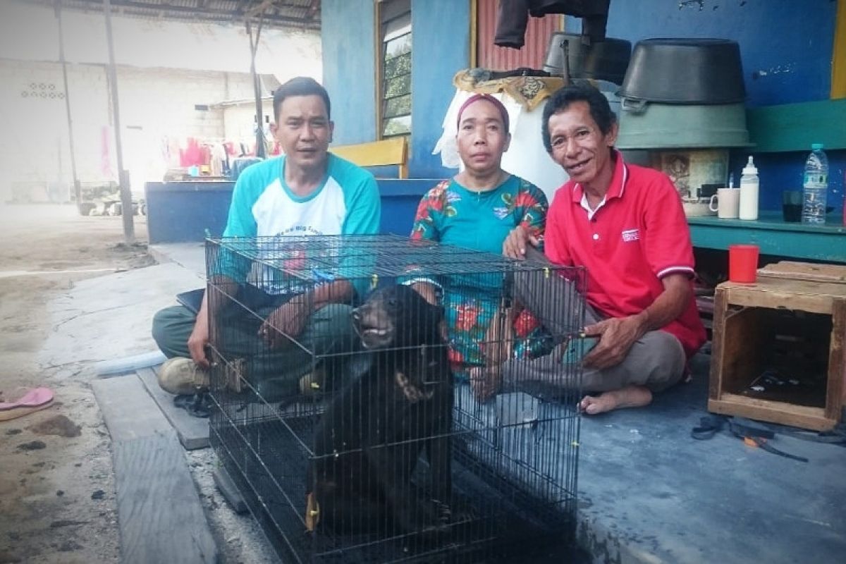 Warga Kotim temukan anak beruang madu di pinggir jalan