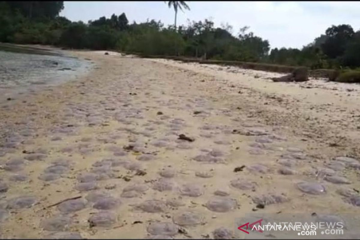 This is the cause of jellyfish stranded to the beach recently