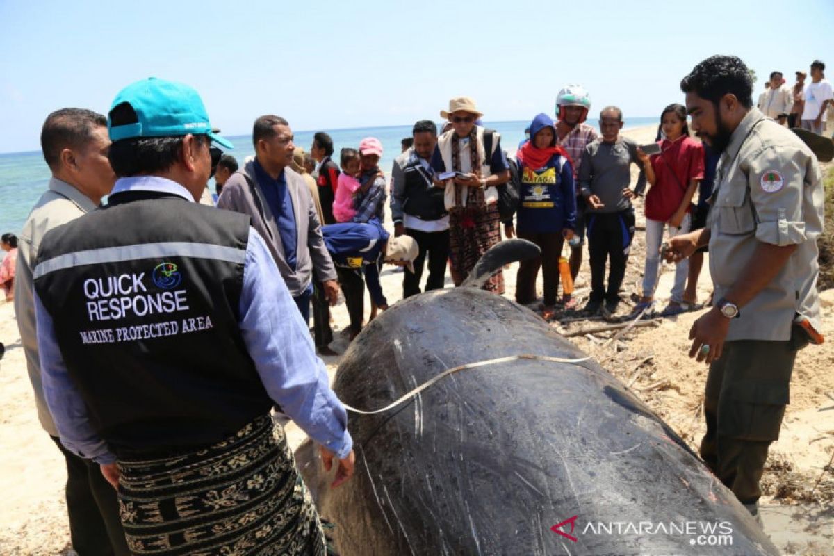 Nelayan gelar ritual adat penguburan enam paus pilot