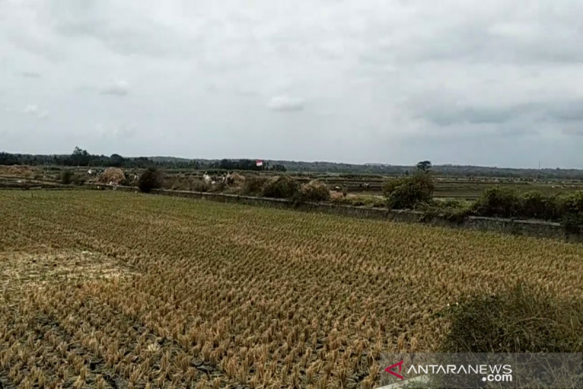 Pemkab Kulon Progo mencetak sawah baru seluas 40 hektare