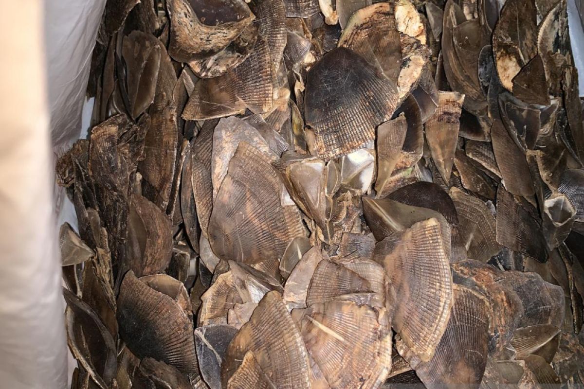 Vietnam menyita dua ton gading dan sisik trenggiling
