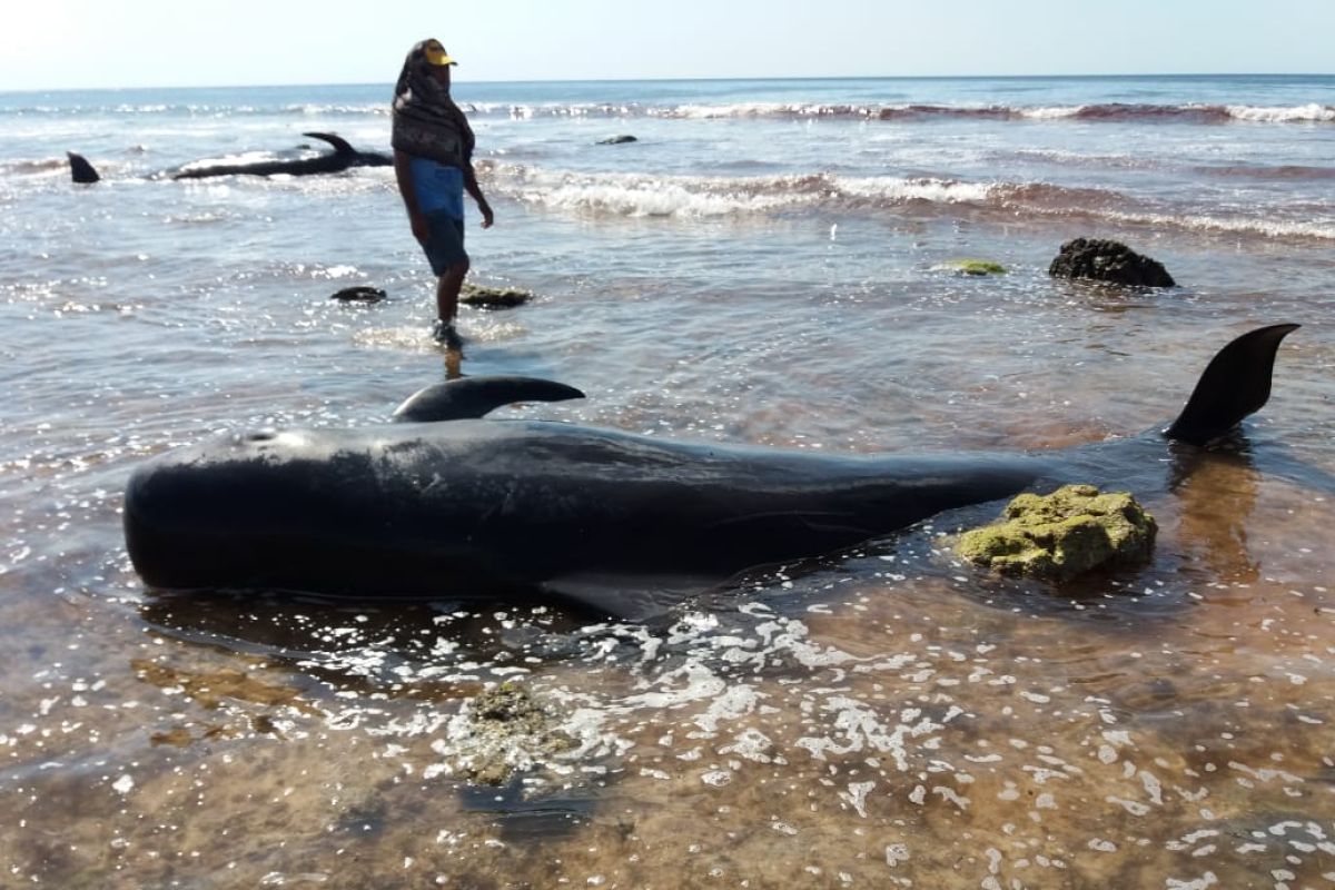 Satu ekor paus terdampar dipotong warga