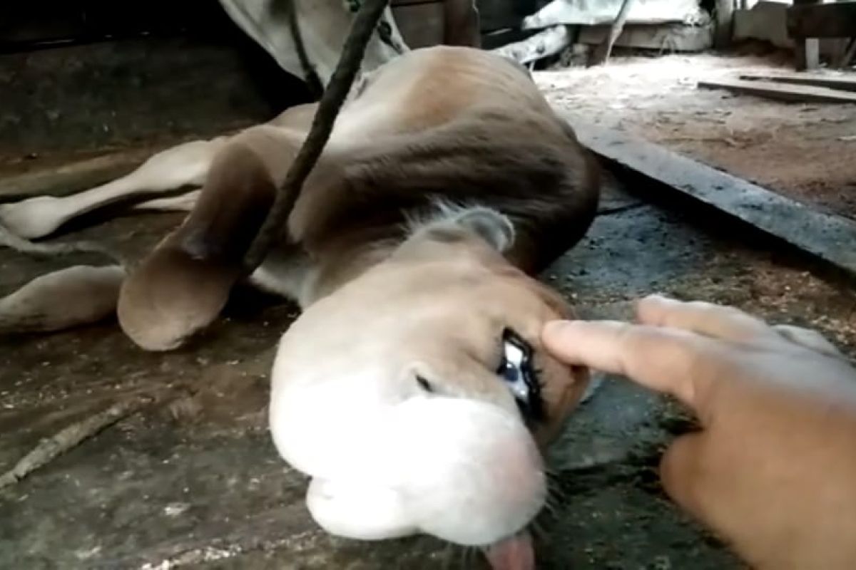 Anak sapi bermata satu hebohkan warga Sukadana