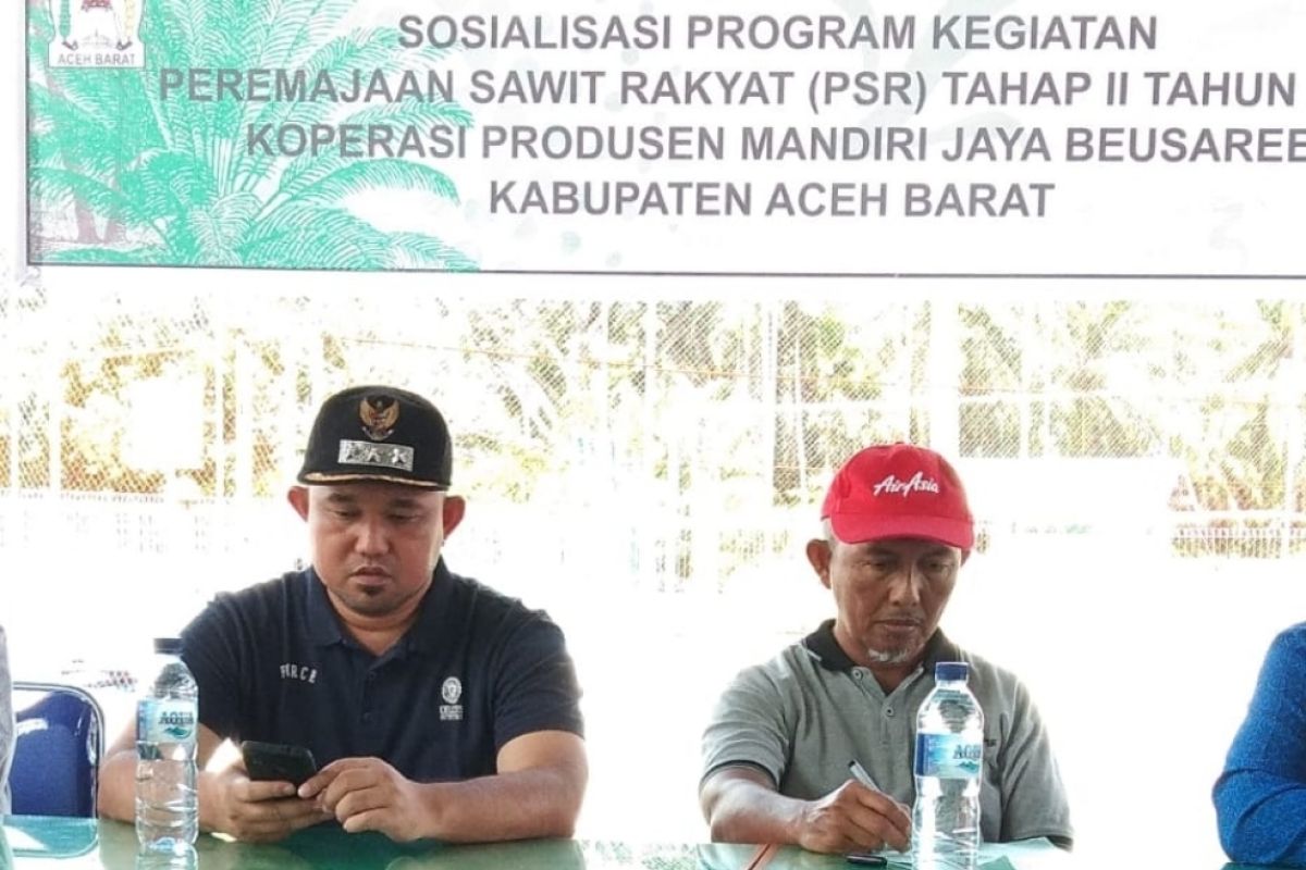 Aceh Barat remajakan 1.300 hektare kebun kelapa sawit senilai  Rp32,5 M