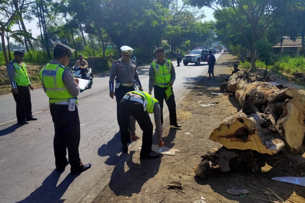 Polisi olah TKP mobil tertimpa pohon tumbang di pantura Situbondo