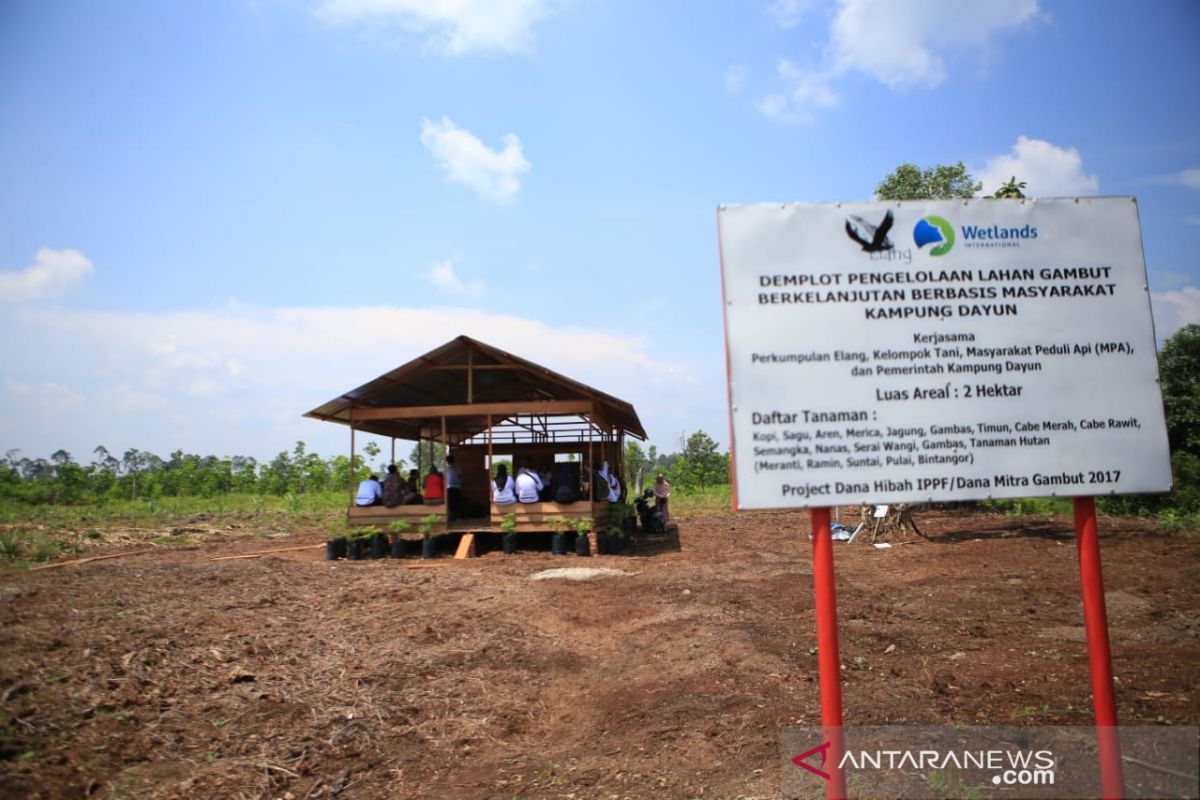 Peneliti: Paludikultur solusi restorasi lahan gambut berbasis alam