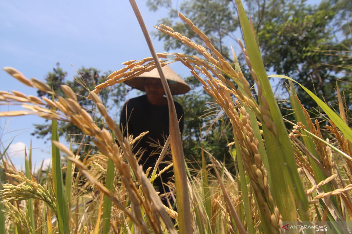 Harga gabah kering panen di Mukomuko turun